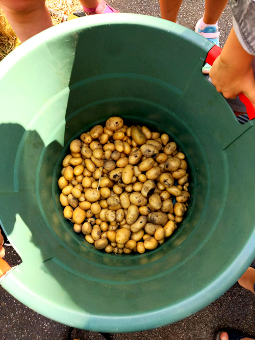 Kartoffeln in einem großen Eimer