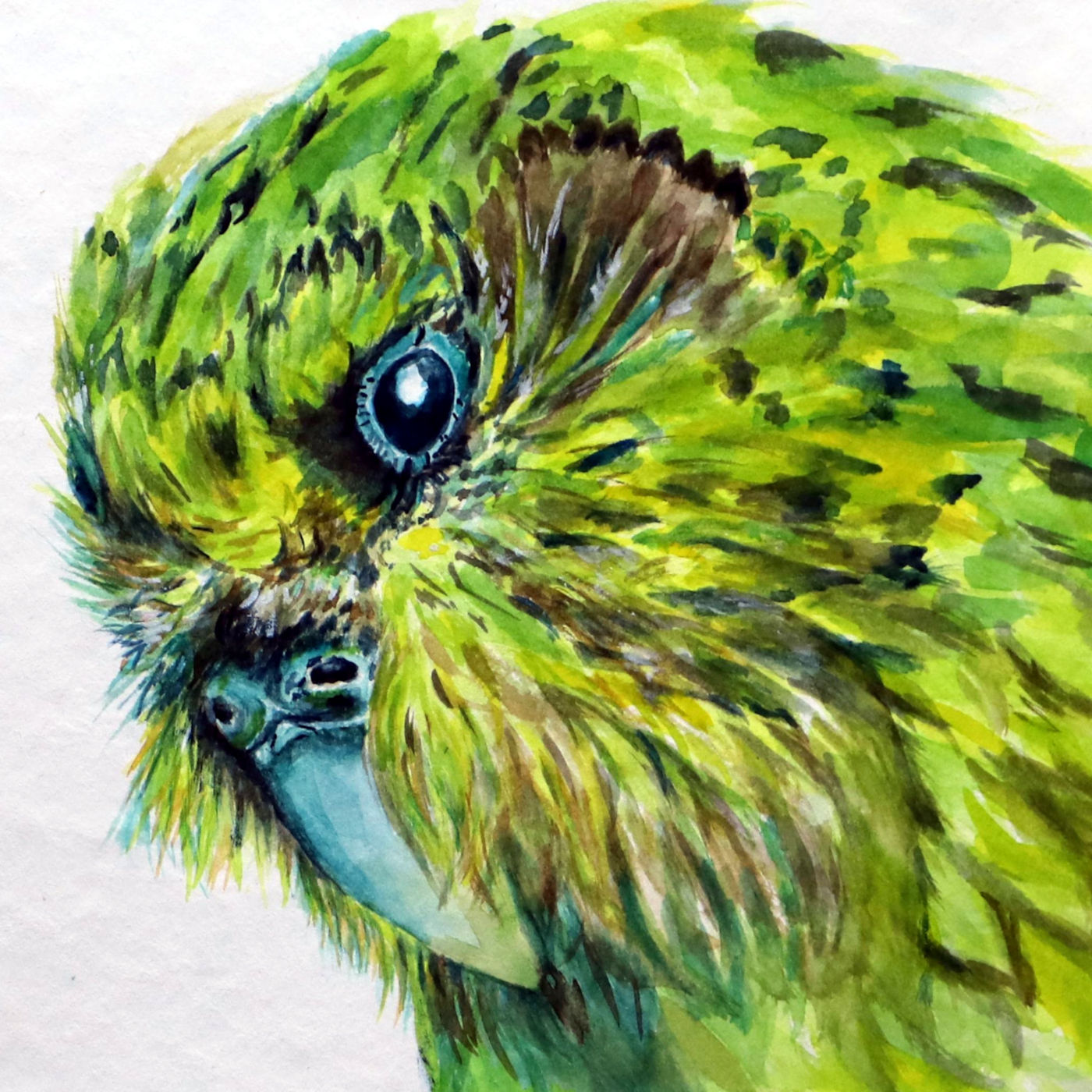 Aquarell Porträt eines Kakapo von Kathrin Konrad